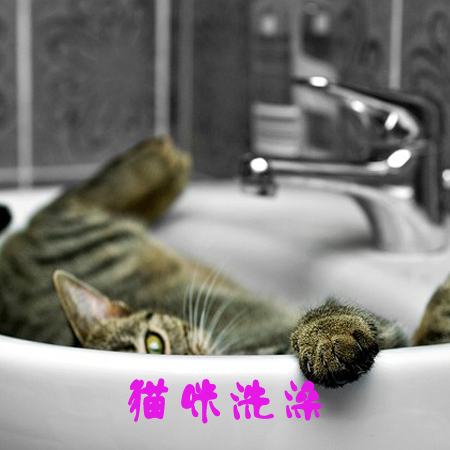 石家庄开发区宠物医院 石家庄开发区宠物医院